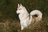SIBERIAN HUSKY 784